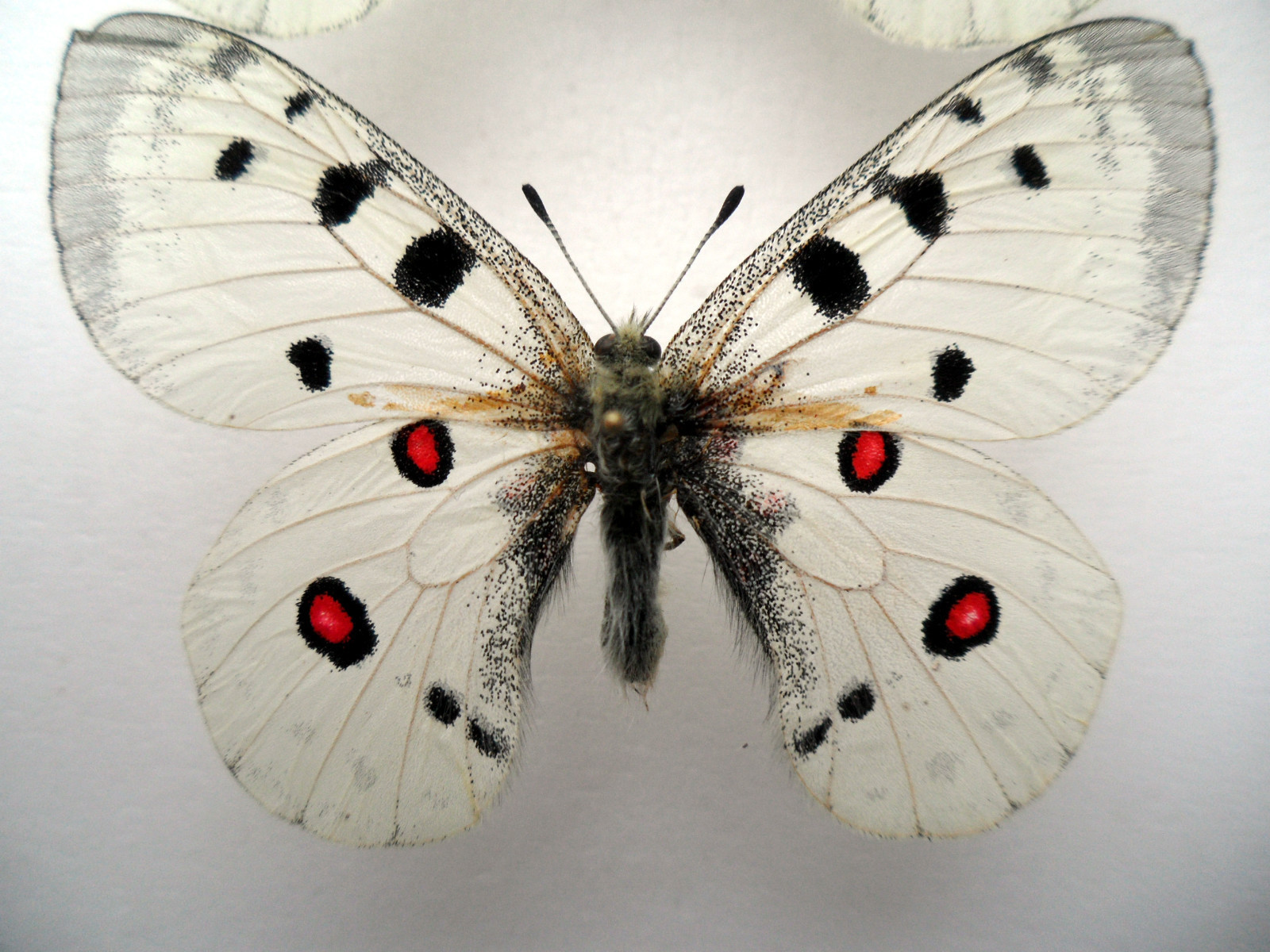 PARNASSIUS APOLLO MOSCOVITUS (DWARF MALE)2 (Internet Image property of respective owner, non-commercial use only)